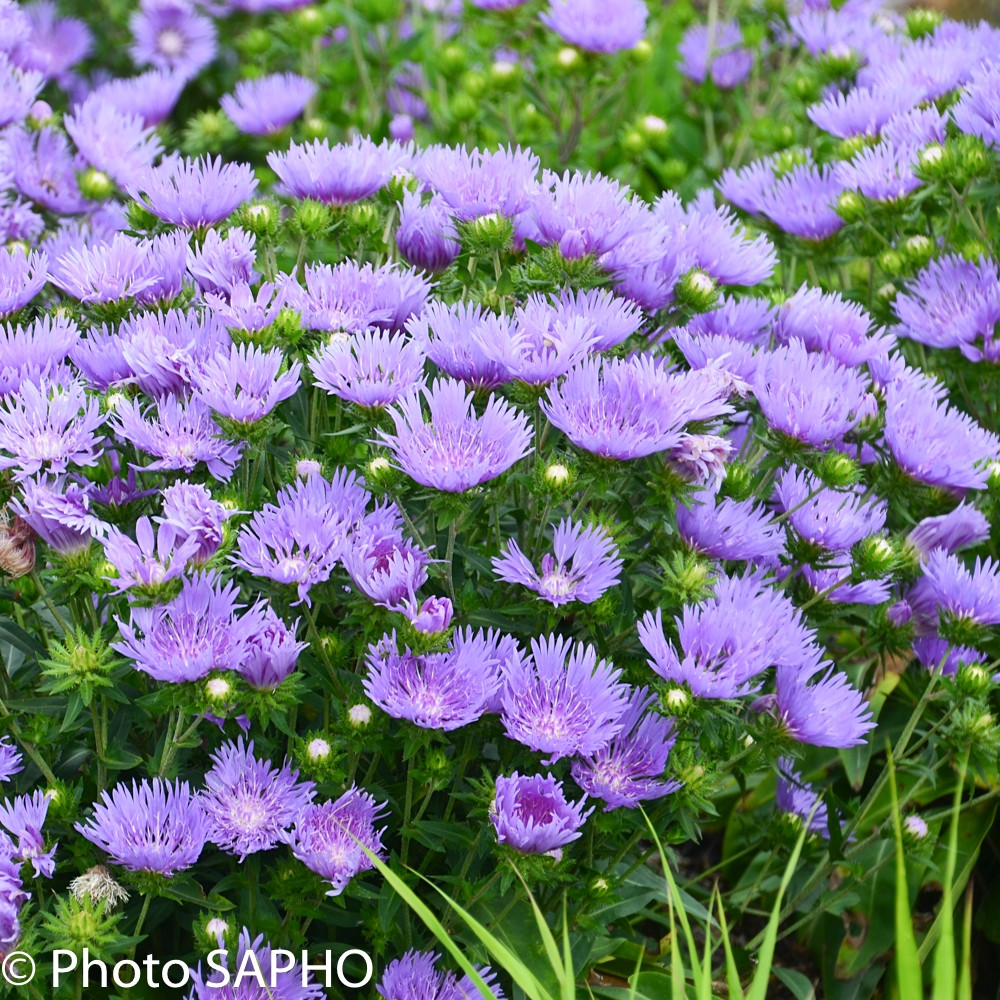 Stokesia laevis 'Mel's Blue'